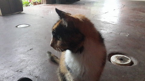 Calico cat sitting on a concrete floor indoors, shown in side profile with one paw slightly blurred in motion.