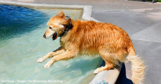 Ranger The Bodacious Beach Dog Is Making A Difference By Spreading Comfort