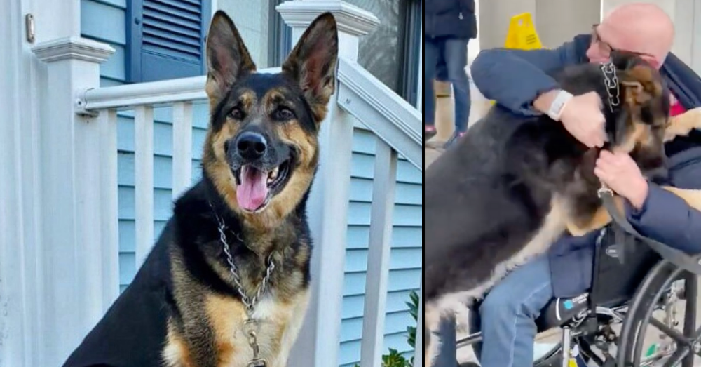 Rescue German Shepherd is Reunited with Her Owner After Saving His Life