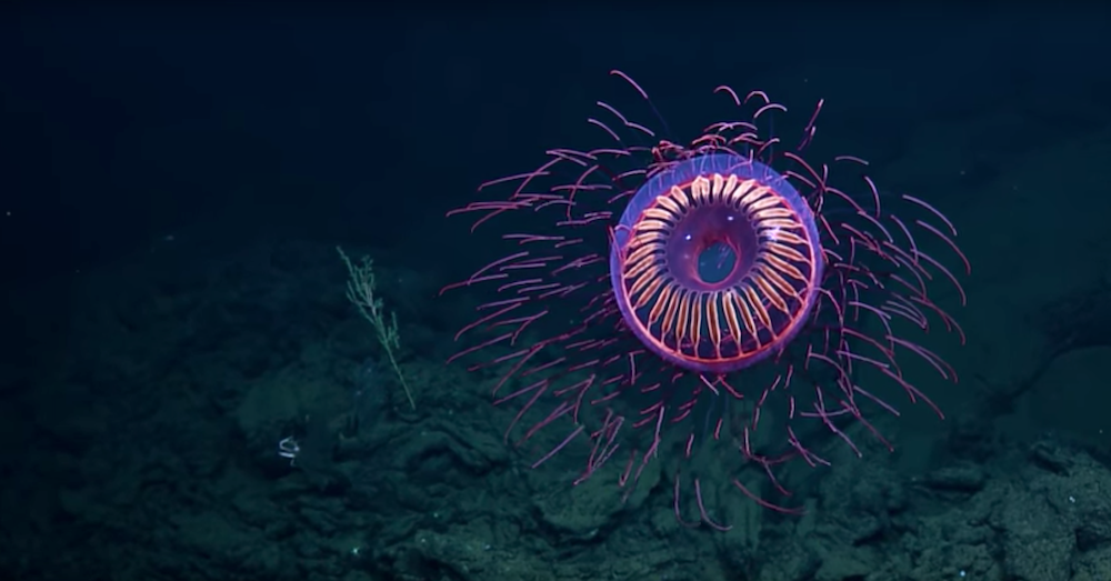 The Way This Sea Creature Moves Looks Exactly Like A Bursting Firework