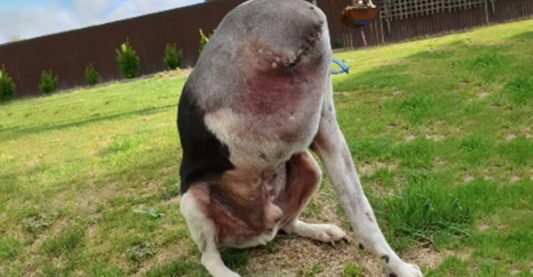 People Are Confused Over This Photo Of A 'Headless' Dog