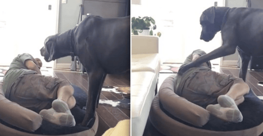 Great Dane Throws A Giant Temper Tantrum When His Owner Tries To Sleep In His Bed