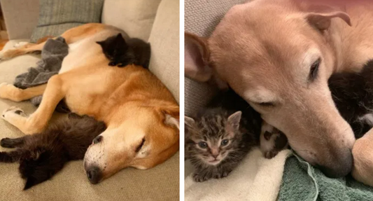 Shepherd Mix Has Been Helping Mom Foster Kittens For Years