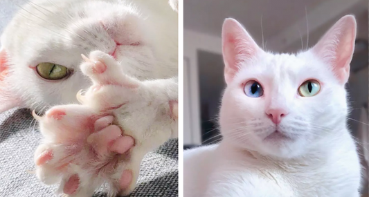 Rare Cat Born With Different Colored Eyes And Two Thumbs Finds Forever Home