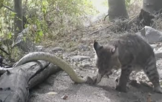 Wildlife Photographer Captures Dramatic Battle Between A Rattlesnake And A Bobcat