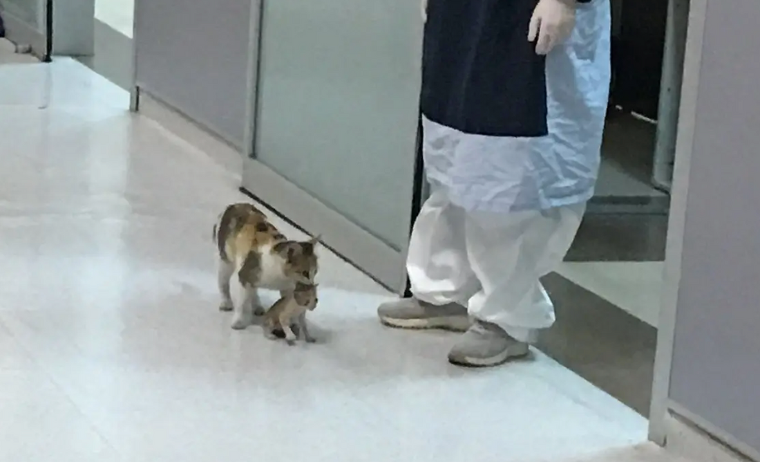 Mama Cat Brings Her Sick Kitten To A Human Emergency Room For Help