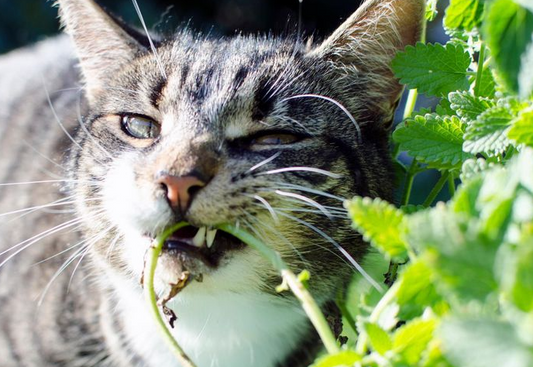 Do Cats Get High From Catnip?