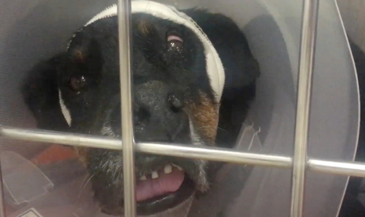 Dog Starved For 7 Years Gets A Proper Meal And Finds His Forever Home