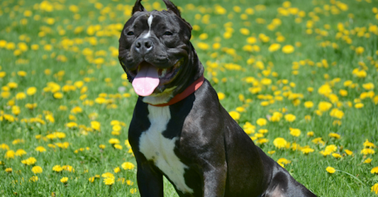 Adam, One Of The Uhaul Dogs