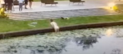 Incredible Rescue: Woman Plunges Into River To Save Kittens in Plastic Bag