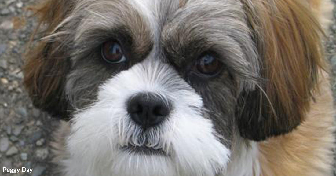 Family Races To Save Their Dog After A Sudden, Terrifying Collapse