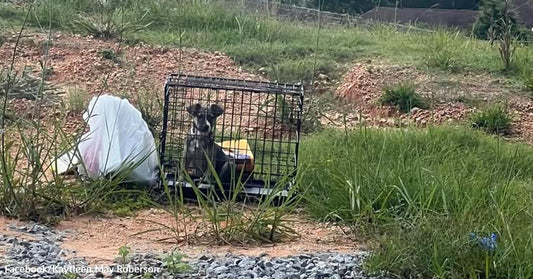 A small dog sits inside a wire cage left outdoors beside a plastic bag and scattered grass.
