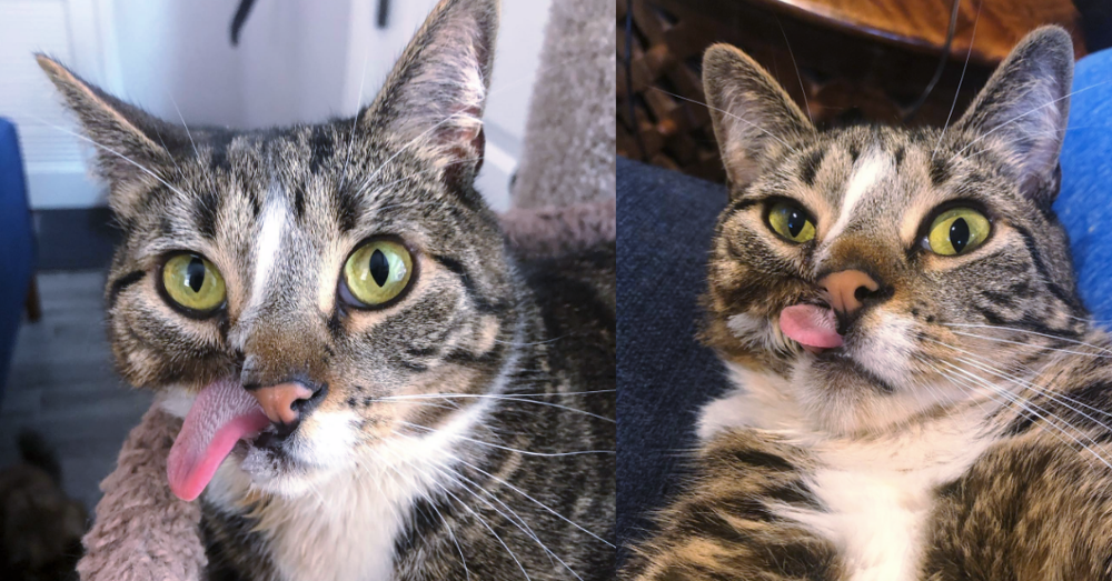 This Happy Kitten Won't Let His Condition Hold Him Back