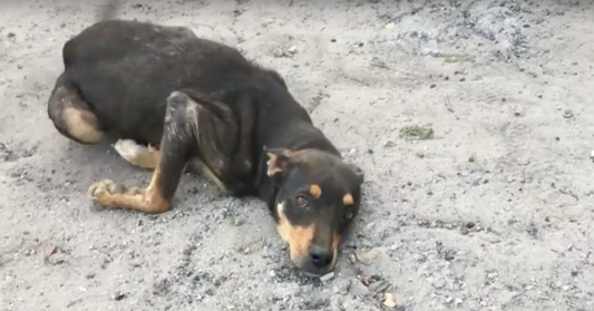 His Owner Wanted Him Euthanized Because He Couldn’t Walk, But They Refused To Give Up On Him