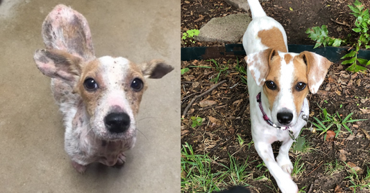 Adoption Angel Drives 120 Miles Every Other Day to Give Puppy with Mange a Medicated Bath