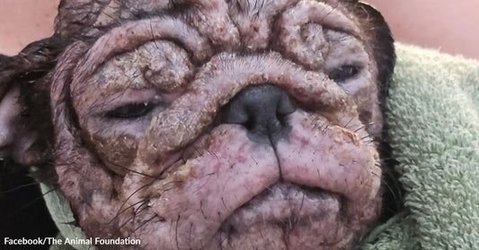 Close-up of a dog’s face with distinctive wrinkles and a calm expression, wrapped in a cloth.