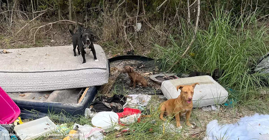 Three dogs among debris and old mattresses in a grassy area.