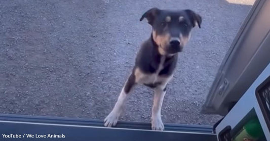 Man Finds Abandoned Puppy in the Desert and Just Can't Say No