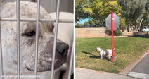 White dog standing beside a red signpost on a grassy street corner in a neighborhood.