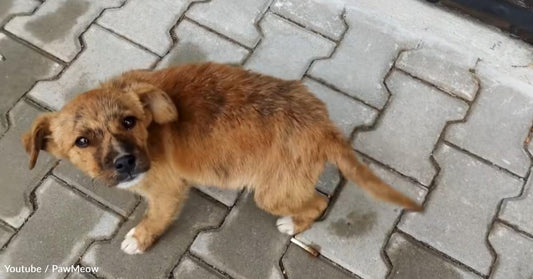 Abandoned Puppy Follows Couple Across Town to Visit New Forever Home