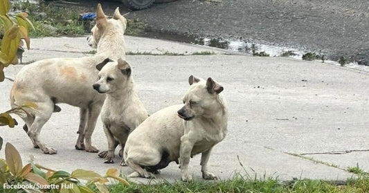 Three small, white dogs are sitting on a pavement, looking in different directions.