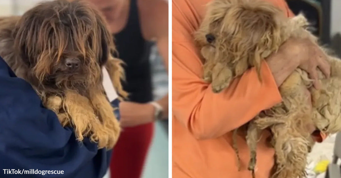 A small shaggy dog with long, matted fur is shown being carried in two separate close-up images by different people indoors.