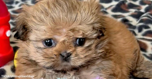 Tiny Abandoned Shih Tzu Wins Hearts And Lands The Sweetest Name Of All