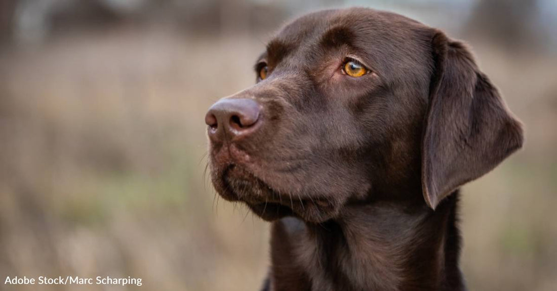 Labrador Retriever 101: A Comprehensive Guide for New Pet Owners