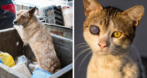 Left: Dog standing in a dumpster among trash looking back; Right: Close-up of a cat with one cloudy eye and one yellow eye.