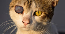 Close-up of a cat with one cloudy, damaged eye and one bright yellow eye.