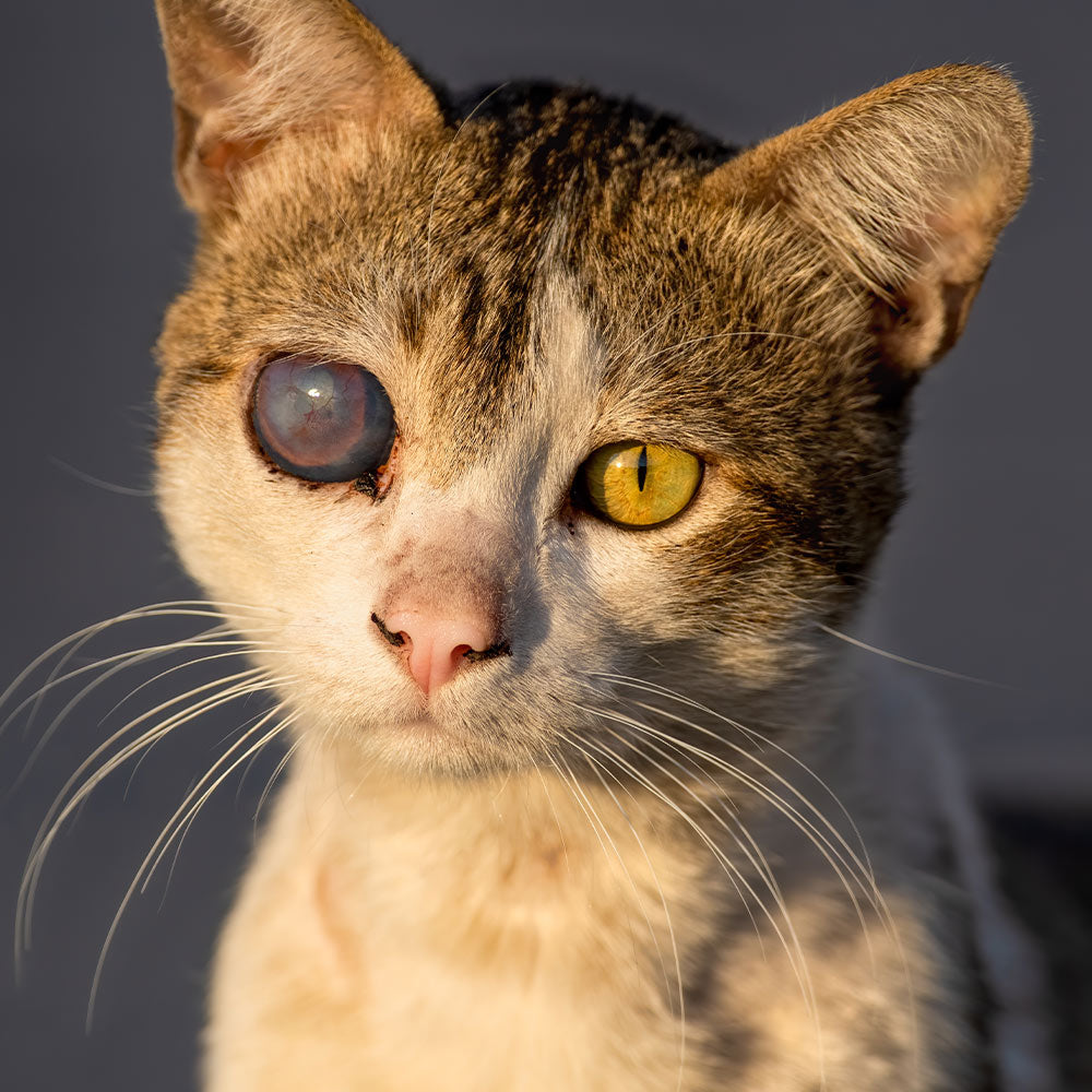 Close-up of a cat with one cloudy, damaged eye and one bright yellow eye.