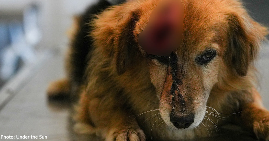 tan fluffy dog with head wound at vet clinic