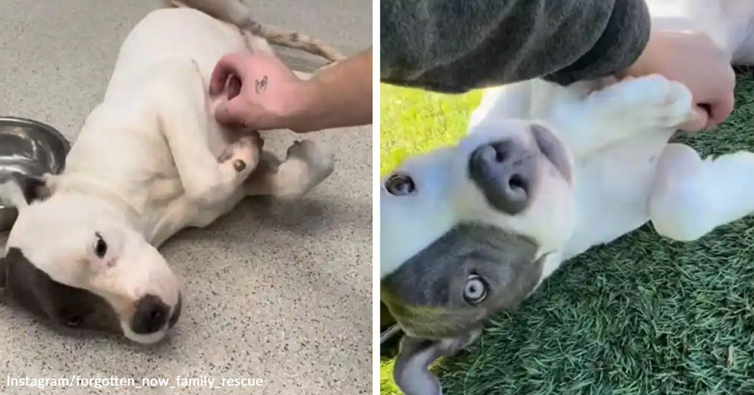 Split image of a white and gray dog lying on its back while being gently scratched indoors on the left and rolling happily on grass outdoors on the right.