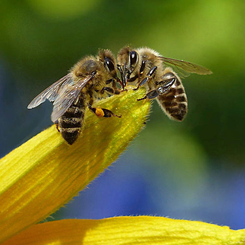 Ban the Pesticide Poisoning Our Food and Killing Our Bees