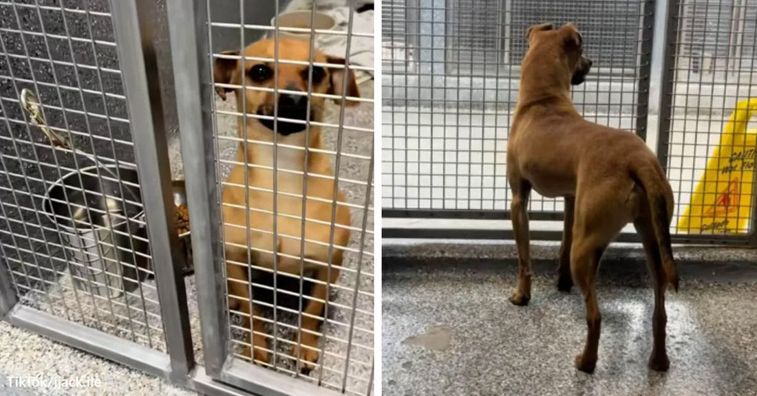 Small tan dog stands inside a kennel behind a wire door in one frame, then faces away toward the kennel corridor in the next.