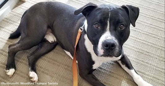 Black Pit Bull Has Spent 4 Years At Kentucky Shelter Waiting For Someone To Look Past Stereotypes