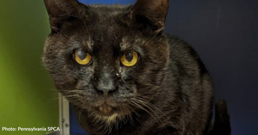 Overlooked Black Shelter Cat "Bobby Flay" Searching For Quiet Home To "Make Biscuits"