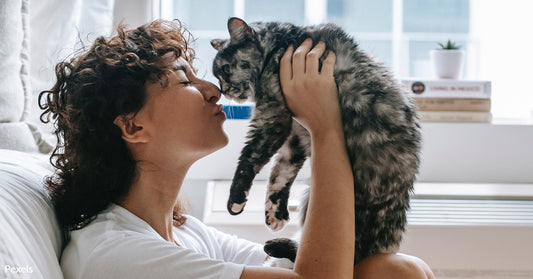 National Adopt a Cat Month: Choose Adoption and Save Lives