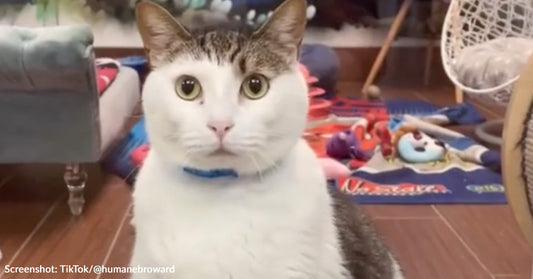 Affectionate 22-Pound Shelter Cat Wants To Find Someone To Cuddle With