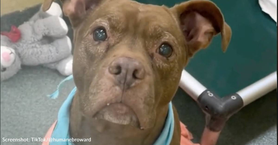 Senior Shelter Dog Searching For Loving Family Who Will Share Their Bed With Her