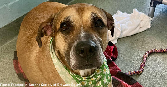 Senior Shelter Dog Overlooked Due To Age And Size Just Wants Someone To Love