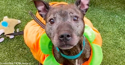 Senior Shelter "Pup-kin" Named Yorkshire Is All Dressed Up And Hoping For Best Treat - A Home