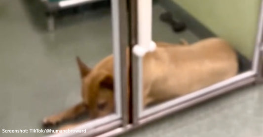 Florida Shelter Dog Is Losing Hope Of Ever Finding A Home