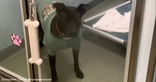 Shelter Dog Marie Hopes It Will Be Her Turn For A "Freedom Ride" Soon