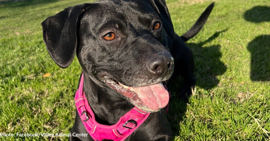 Shelter Dog Who Waited Over 2 Years To Be Adopted Finds Home, But Is Returned 24 Hours Later