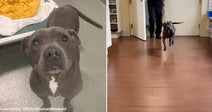 pit bull in kennel setting looking up at camera