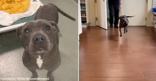 pit bull in kennel setting looking up at camera