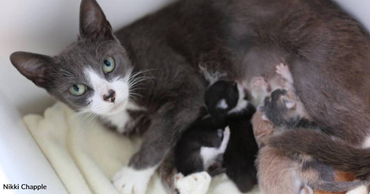 Momma Cat Who Lost Her Litter Adopts Orphaned Kittens