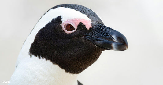 African Penguins Teeter on the Brink of Extinction as Conservationists Race Against Time