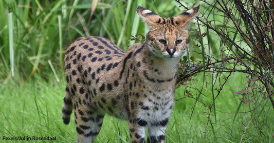African Serval Is Having a Talk with Its Human Parent and Meows Its Demand